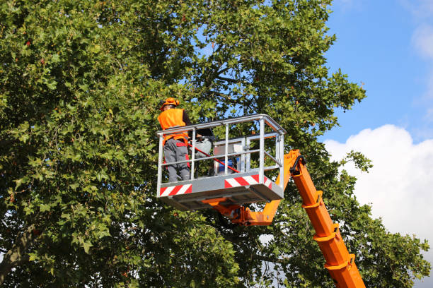 Best Affordable Tree Service  in Citrus Hills, FL